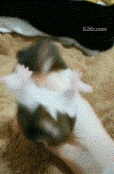 盘仓鼠
